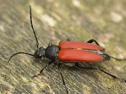 Attēlu rezultāti vaicājumam “Anastrangalia sanguinolenta”