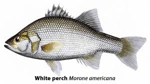 Image result for Morone americana
