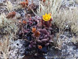 Image result for Aichryson