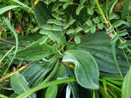 Attēlu rezultāti vaicājumam “Plantago media”