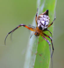 Attēlu rezultāti vaicājumam “Tetragnathidae”