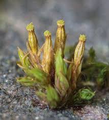 Attēlu rezultāti vaicājumam “Orthotrichum speciosum sporophyte”