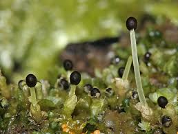 Attēlu rezultāti vaicājumam “Calypogeia fissa”