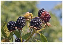 Attēlu rezultāti vaicājumam “Rubus nessensis”