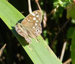 Attēlu rezultāti vaicājumam “Pararge aegeria upperside”