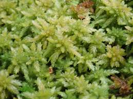 Attēlu rezultāti vaicājumam “Sphagnum papillosum”