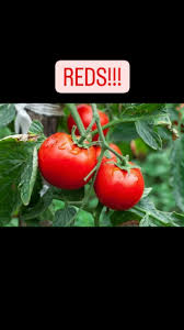 Afbeeldingsresultaat voor bloody butcher tomato