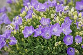 Image result for Campanula lingulata