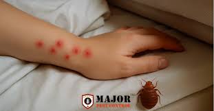 Image result for bed bugs