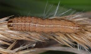 Attēlu rezultāti vaicājumam “Apamea remissa”