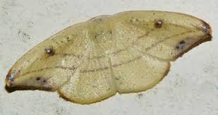 Attēlu rezultāti vaicājumam “Drepanidae”