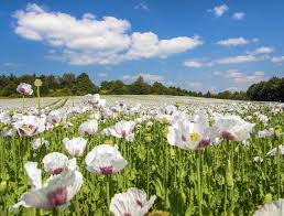 Image result for Papaver somniferum White Cloud