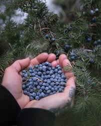 Attēlu rezultāti vaicājumam “Juniperus communis”