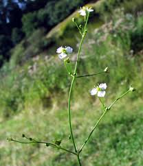Attēlu rezultāti vaicājumam “Alisma gramineum flower”