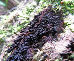 Attēlu rezultāti vaicājumam “Stemonaria irregularis young”