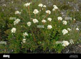 Attēlu rezultāti vaicājumam “Ledum palustre flower”