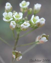 Attēlu rezultāti vaicājumam “Capsella bursa-pastoris flower”