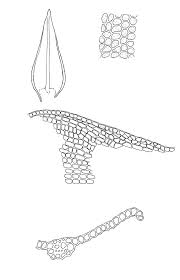 Attēlu rezultāti vaicājumam “Didymodon tophaceus”