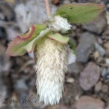 Attēlu rezultāti vaicājumam “Amaranthaceae”