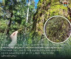 Attēlu rezultāti vaicājumam “Trilophozia quinquedentata”