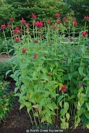 Attēlu rezultāti vaicājumam “Diderma montanum stalked”