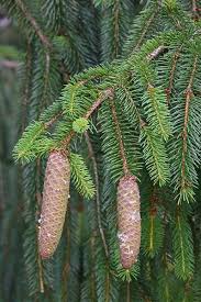 Attēlu rezultāti vaicājumam “Picea abies leaf”
