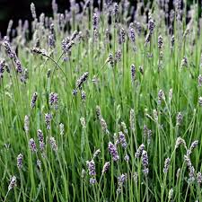 Attēlu rezultāti vaicājumam “Lavandula angustifolia bud”