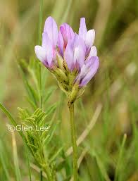 Attēlu rezultāti vaicājumam “Astragalus arenarius flower”