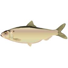 Image result for Alosa aestivalis