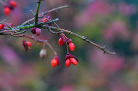 Attēlu rezultāti vaicājumam “Euonymus fruit”