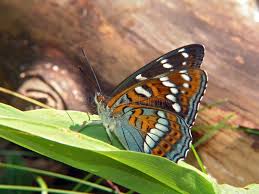 Attēlu rezultāti vaicājumam “Limenitis populi upperside”