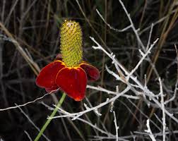 Image result for Ratibida columnifera