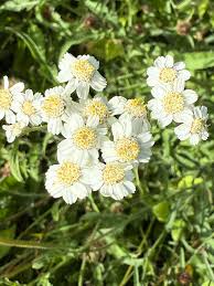 Attēlu rezultāti vaicājumam “Achillea ptarmica fruit”
