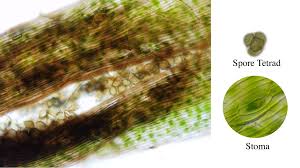 Attēlu rezultāti vaicājumam “Hygroamblystegium varium sporophyte”