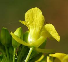 Attēlu rezultāti vaicājumam “Sisymbrium loeselii flower”