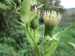 Attēlu rezultāti vaicājumam “Cirsium oleraceum flower”