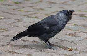 Attēlu rezultāti vaicājumam “Corvus monedula adult”