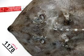 Image result for Amblyraja hyperborea