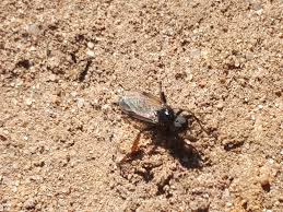 Attēlu rezultāti vaicājumam “Bibionidae female”