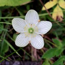 Attēlu rezultāti vaicājumam “Parnassia palustris bud”