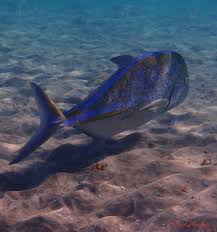 Image result for Caranx melampygus