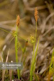 Attēlu rezultāti vaicājumam “Carex lepidocarpa”