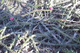 Attēlu rezultāti vaicājumam “Cribraria martinii”