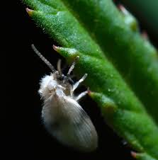 Attēlu rezultāti vaicājumam “Psychodidae”