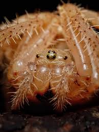 Attēlu rezultāti vaicājumam “Araneus diadematus juvenile”