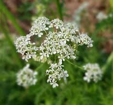 Attēlu rezultāti vaicājumam “Anthriscus”