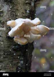 Attēlu rezultāti vaicājumam “Hericium cirrhatum”