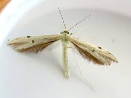 Attēlu rezultāti vaicājumam “Adaina microdactyla”