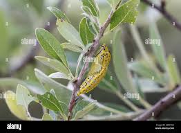 Attēlu rezultāti vaicājumam “Aporia crataegi pupa”