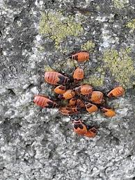 Attēlu rezultāti vaicājumam “Pyrrhocoris apterus nymph”